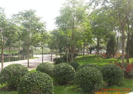 苗娛飲品飲品加盟連鎖火爆招商中 全球加盟網(wǎng)jiameng.com