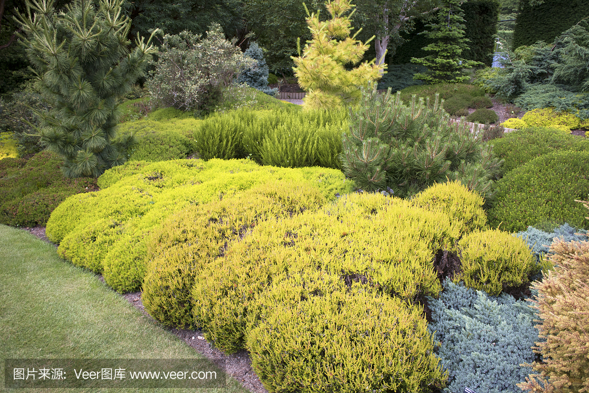 各色杜鵑科的植物