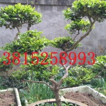 吳中區(qū)光福宏圖苗木經(jīng)營部 供應產(chǎn)品